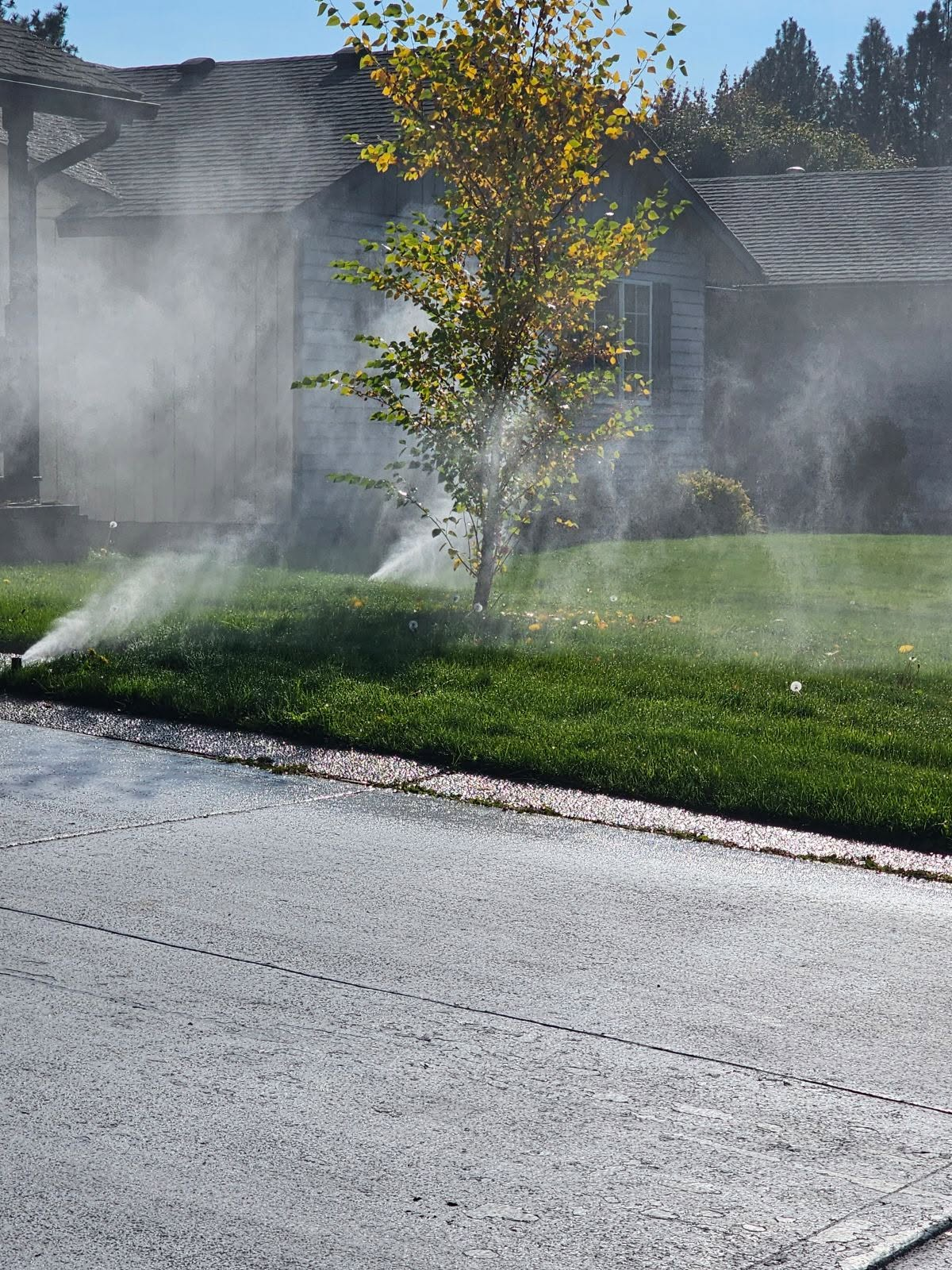 Sprinklers watering a residential lawn